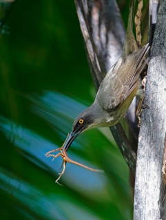 Grey trembler