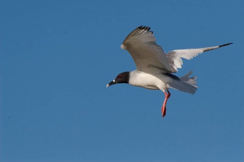 Swallow-tailed gulls