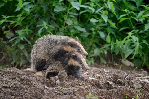 Eurasian Badger