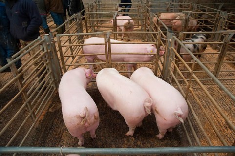 Domestic Pig