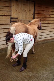 Welsh pony
