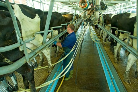 Domestic cattle