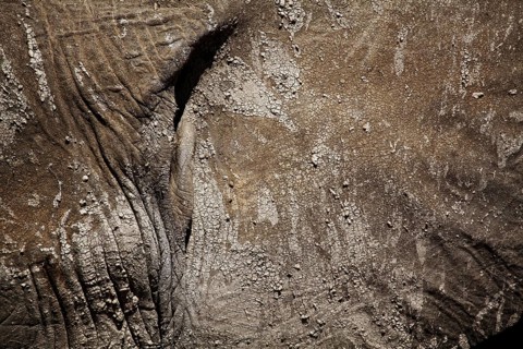 African elephant