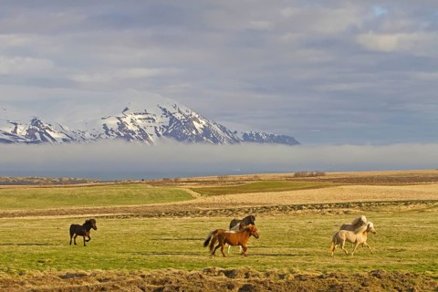 Icelandic horse