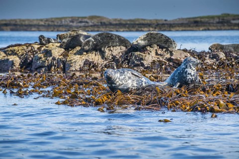 Grey Seal