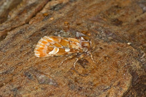 Pine Beauty