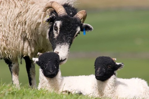 Domestic Sheep