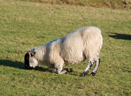 Domestic sheep