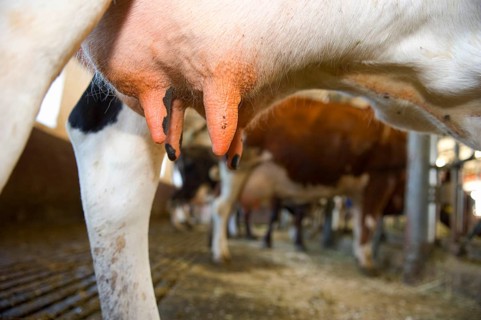 Dairy farming