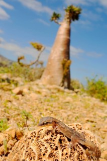 Socotran gecko