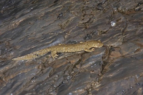 Pyrenean brook salamander