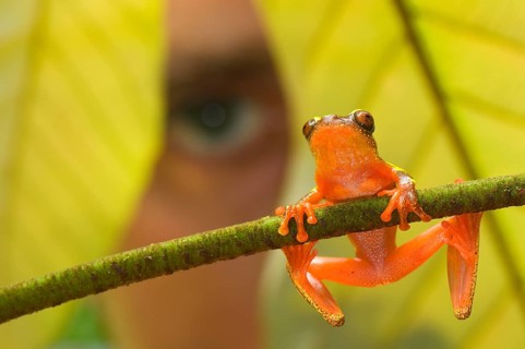 Shreve's Sarayacu tree frog