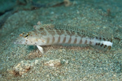 Yellowbar sandperch