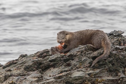 Otter eating lumpsucker fish on a rock at low tide