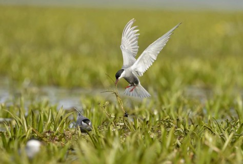 Whiskered Tern