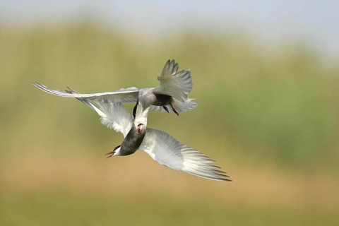 Whiskered Tern