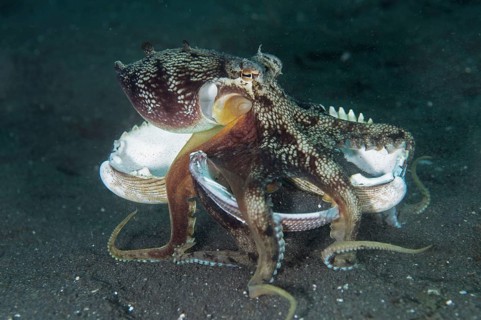 Coconut octopus