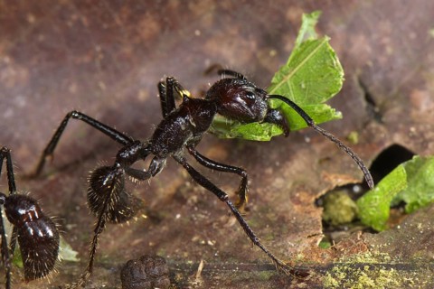 24-hour ant
