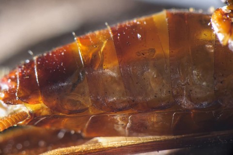 Larva of the emerald cockroach wasp