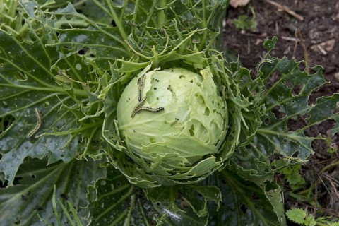 Cabbage white
