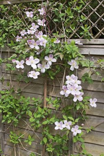 Flowering anemone clematis