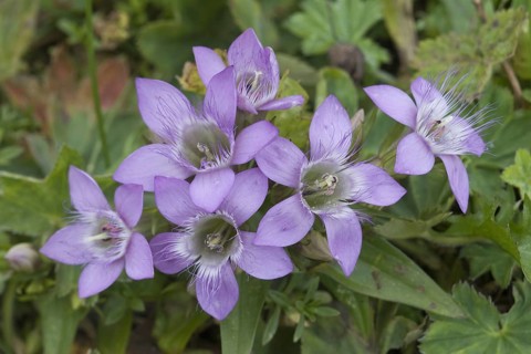 Austriaca