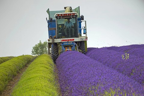 Lavender