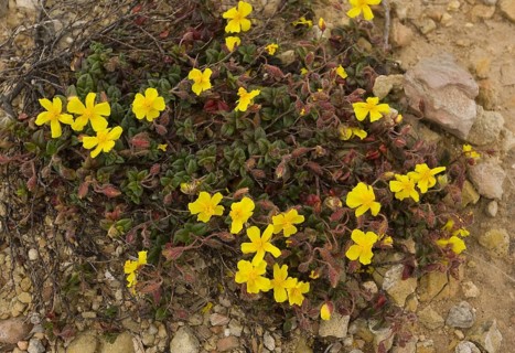 Flowering marjoram-leaved rockrose