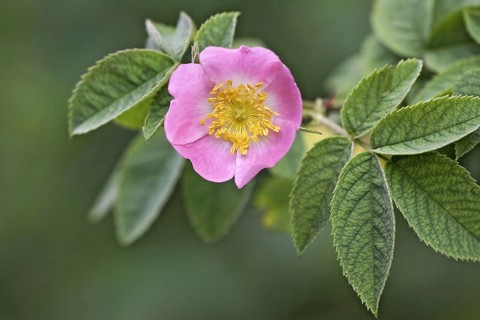 Dog rose