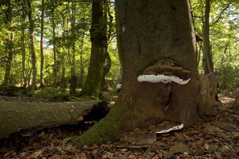 Artist's Fungi