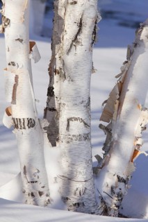 Betula papyracea