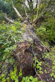 Horse-chestnut