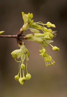 Acer monspelliensis