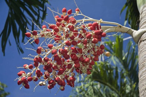 Manila Palm