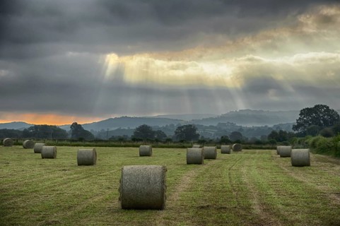 Round hay bales in a meadow with sunbeams