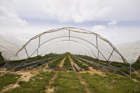 Polly tunnel covers strawberry crop