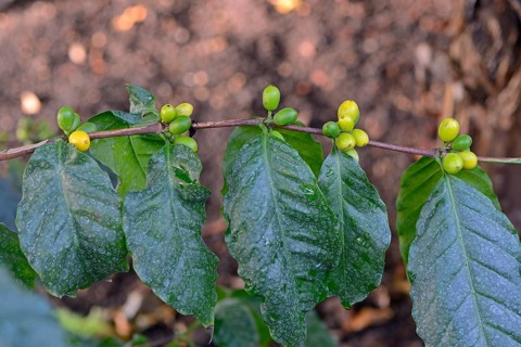 African coffee