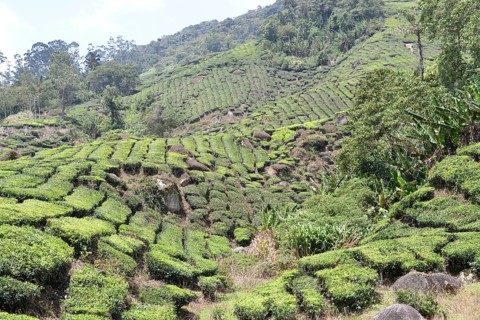 Tea Plantation