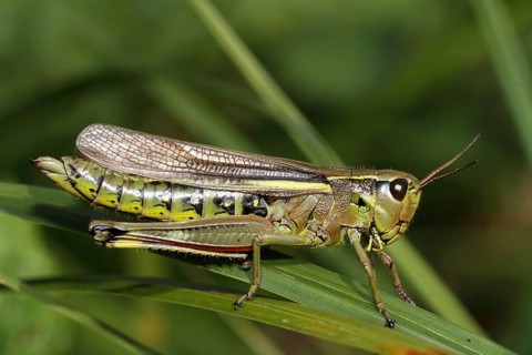 Large marsh grasshopper