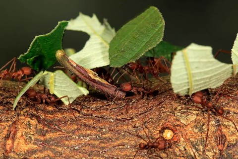 Leafcutter ant