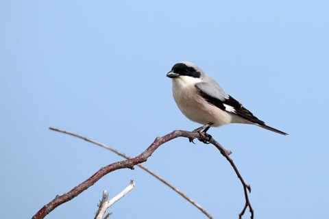 Black-fronted Bush Shrike
