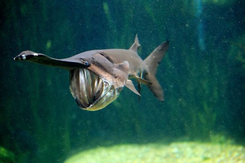 American paddlefish