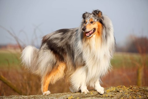 Scottish shepherd dog