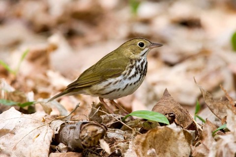 Seiurus aurocapilla