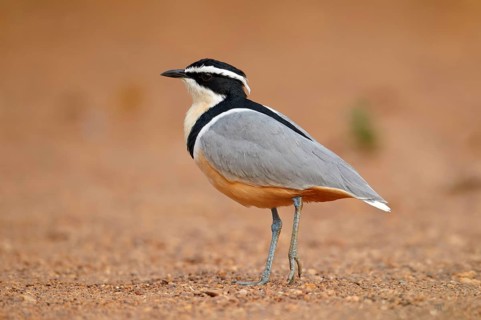 Egyptian egyptian plover
