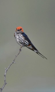 Cecropis abyssinica