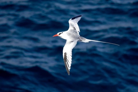 Red billed Tropicbird