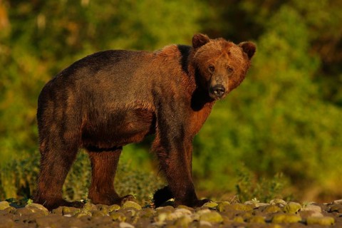 Grizzly Bear