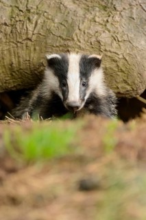 Eurasian Badger