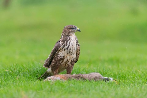Common Buzzard